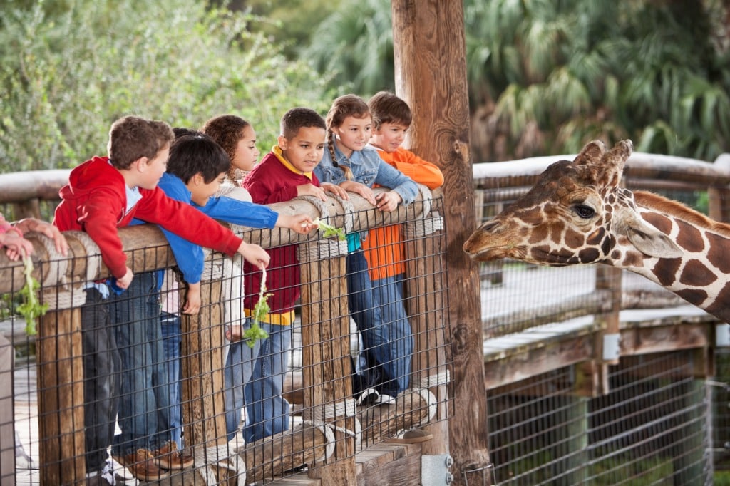 students-feeding-giraffe