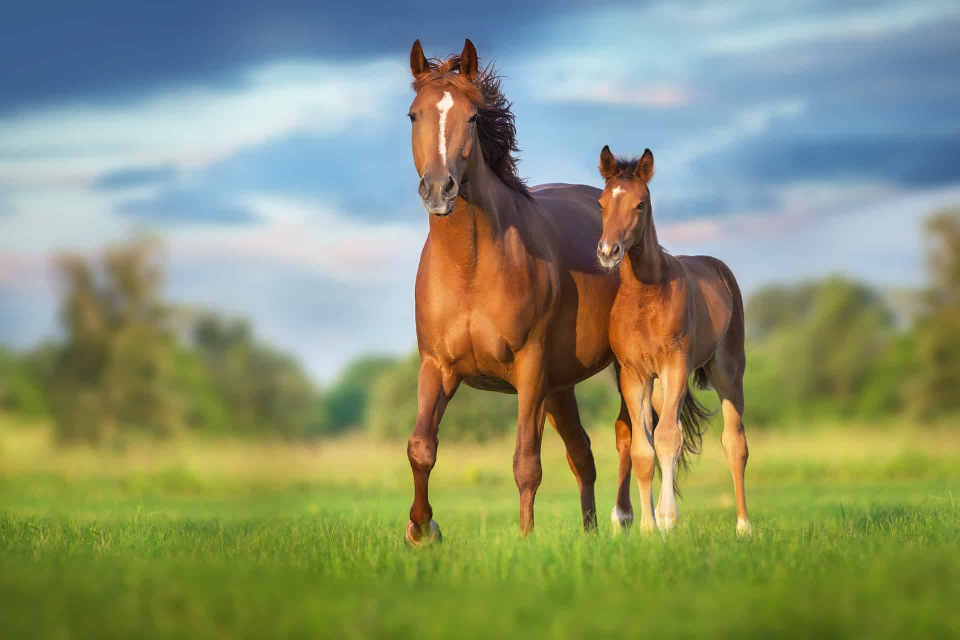 This is a photo of two horses trotting through a grassy field.